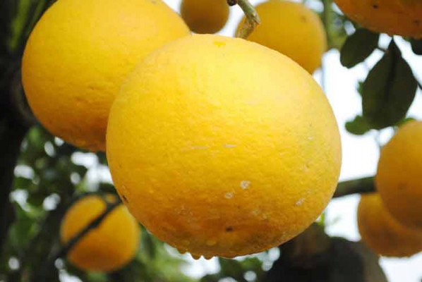 bưởi diễn - quà Hà Nội